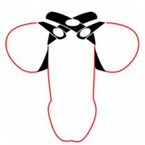 COCKRING SEPARATEUR TESTICULES