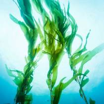 MIX GLISS NU ALGEN 1L