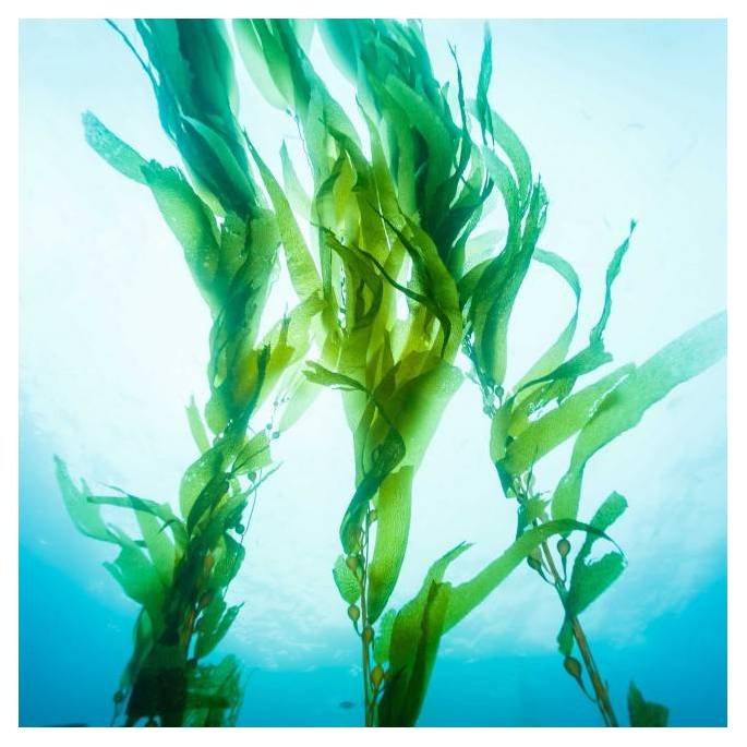 MIX GLISS NU ALGUE 1L