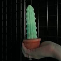 CACTUS EN POT GODE