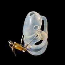 PRÍNCIPE ALBERTO DE LAS AVES